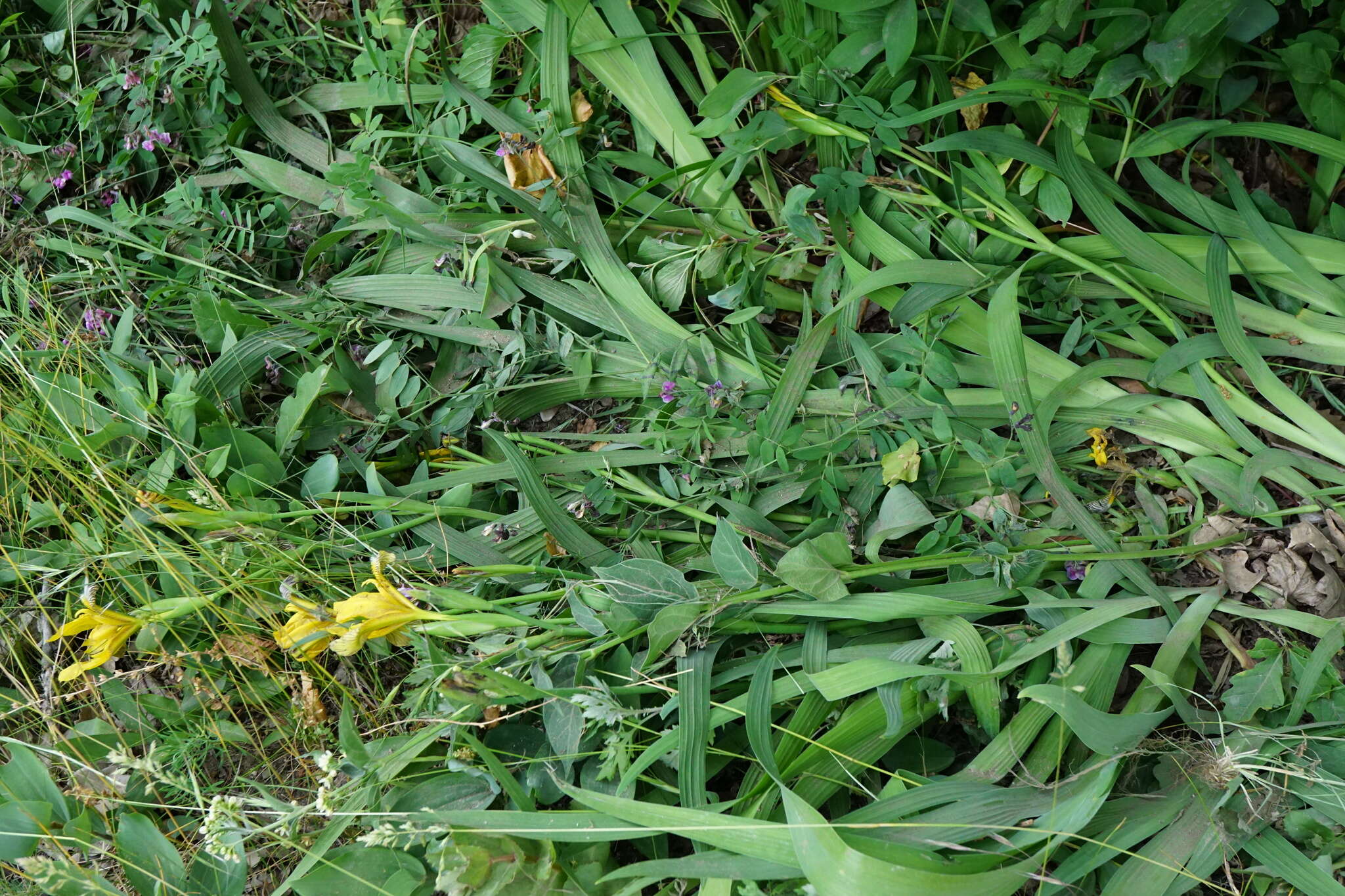 Image of Hungarian iris