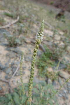 Image of Reseda aucheri Boiss.