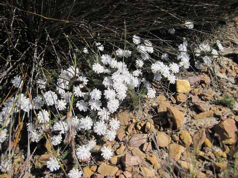 Image of Phylica aemula Schltr.