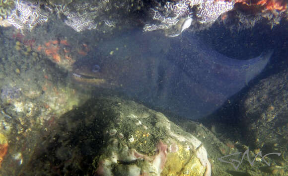 Image of False spotted moray