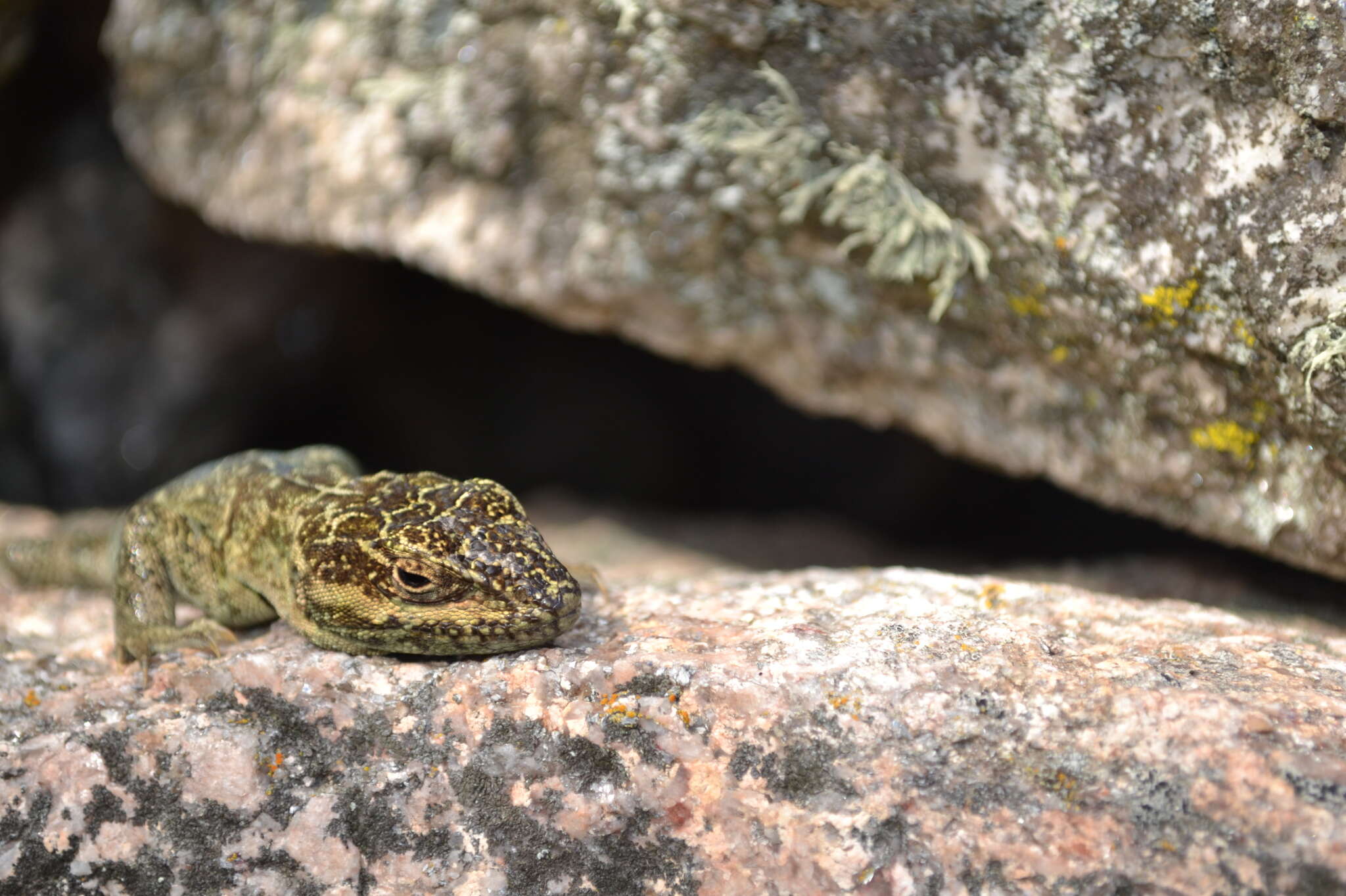 صورة Pristidactylus achalensis (Gallardo 1964)