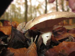 Image of Lactarius blennius (Fr.) Fr. 1838