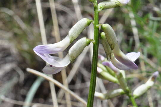 Sivun Astragalus conjunctus S. Wats. kuva