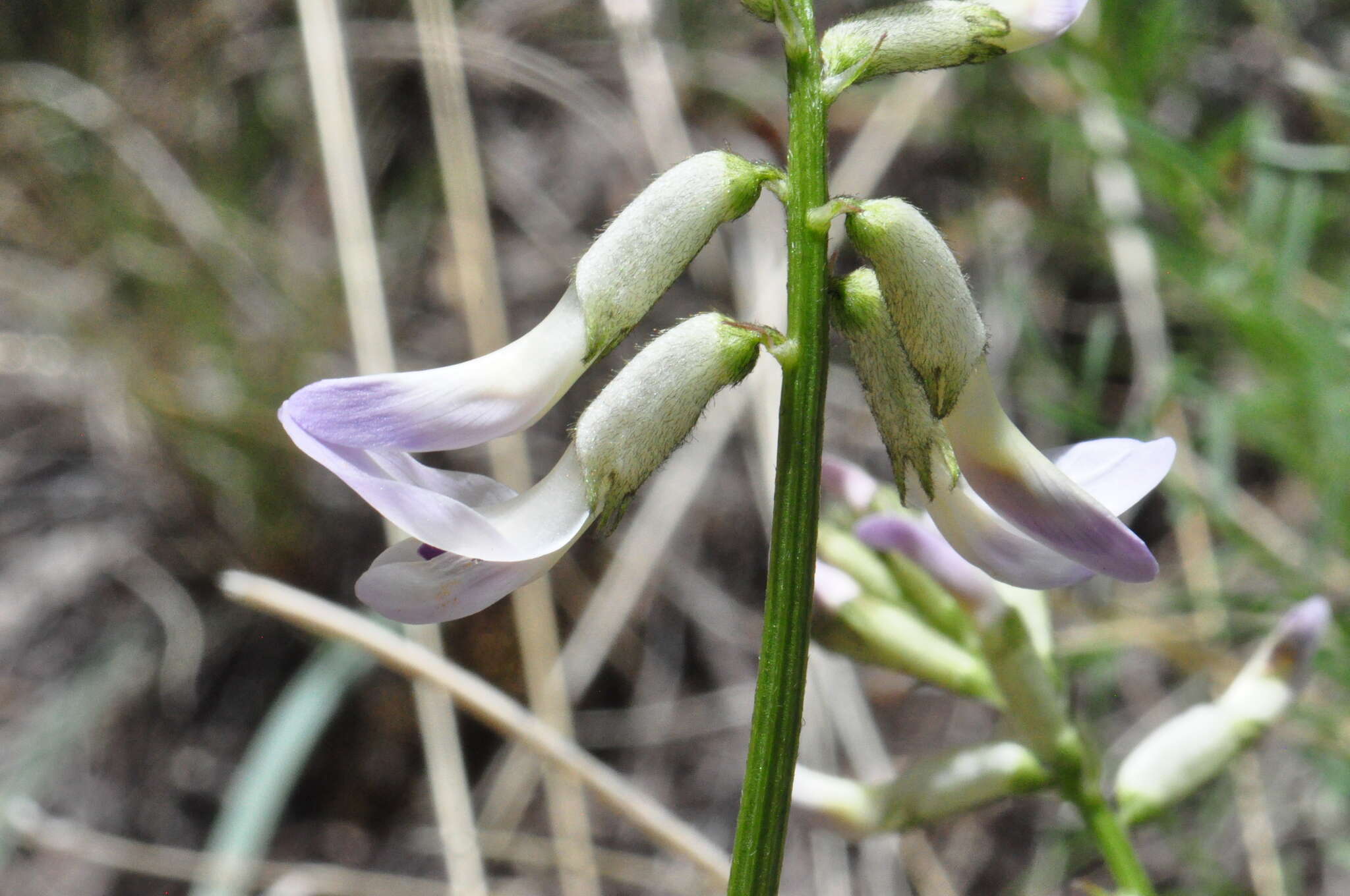 صورة Astragalus conjunctus S. Wats.