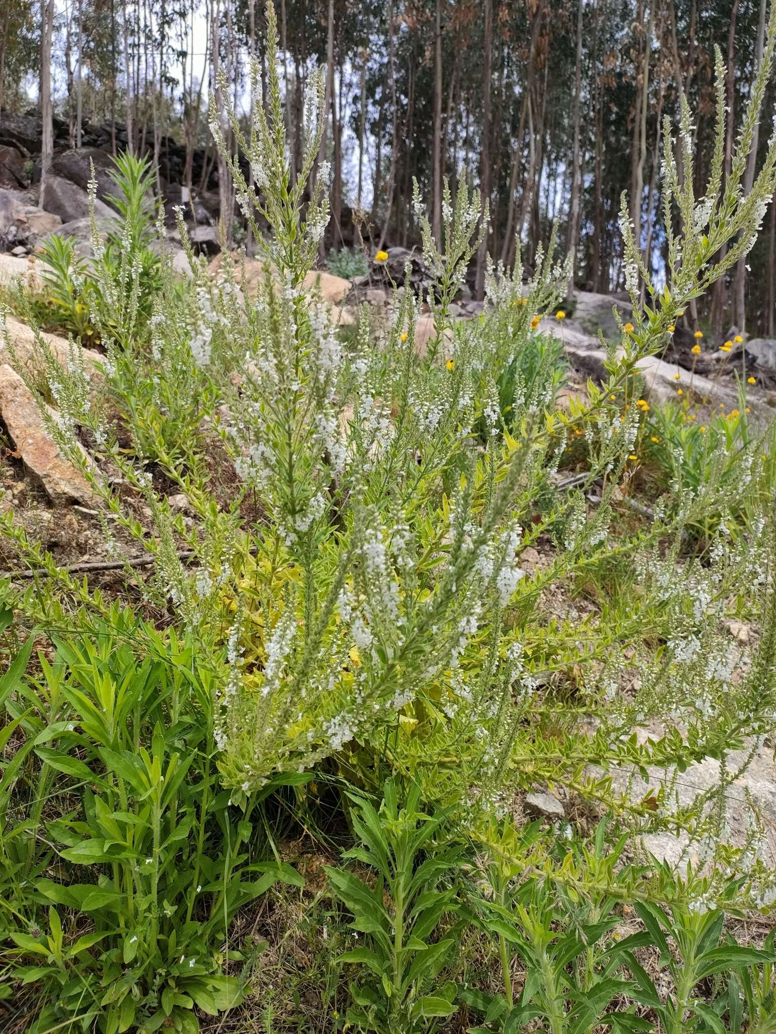 Image de Anarrhinum duriminium (Brot.) Pers.