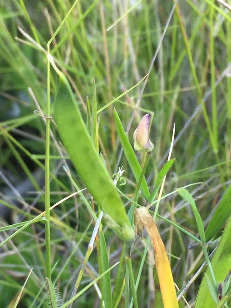 Sivun Lathyrus berteroanus Savi kuva