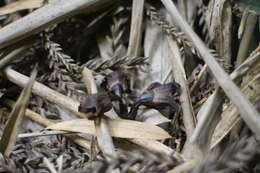 Image of Gastrodia pubilabiata Y. Sawa