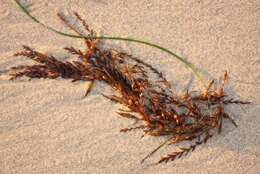 Слика од Sargassum horneri