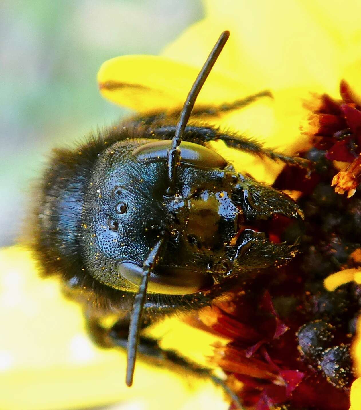 Image of Osmia montana Cresson 1864