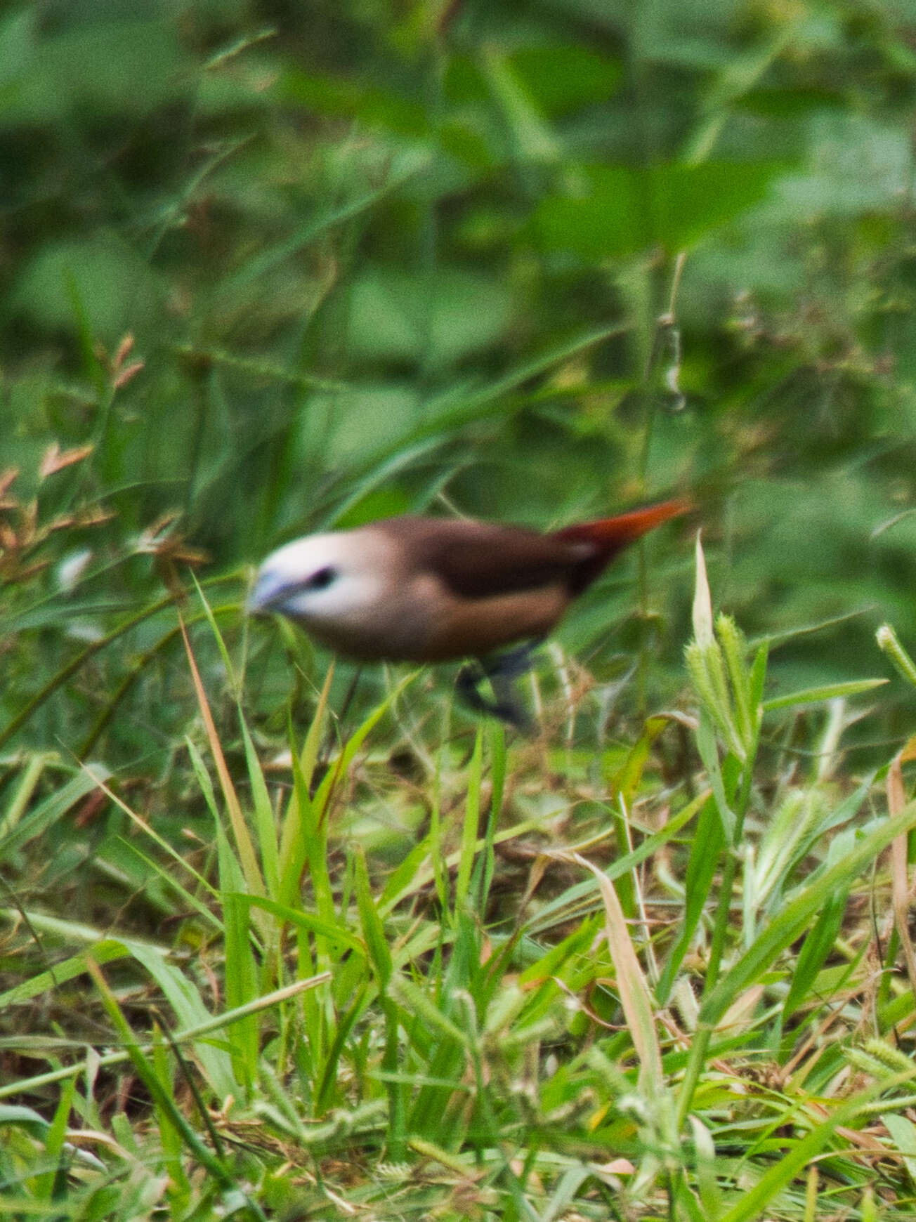 Image of Pale-headed Munia