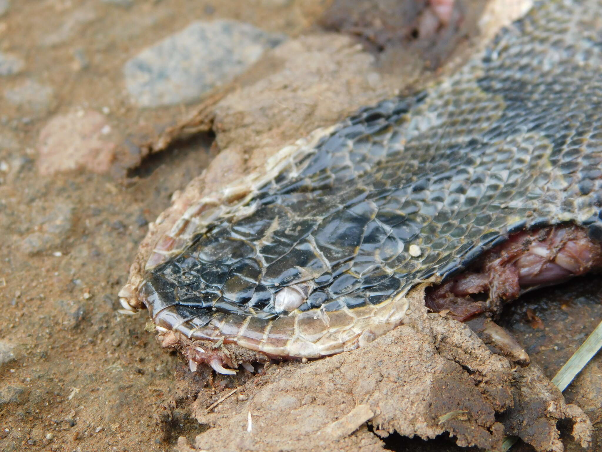 Image of Masked Water Snake