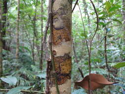 Image de Calophyllum tacamahaca Willd.