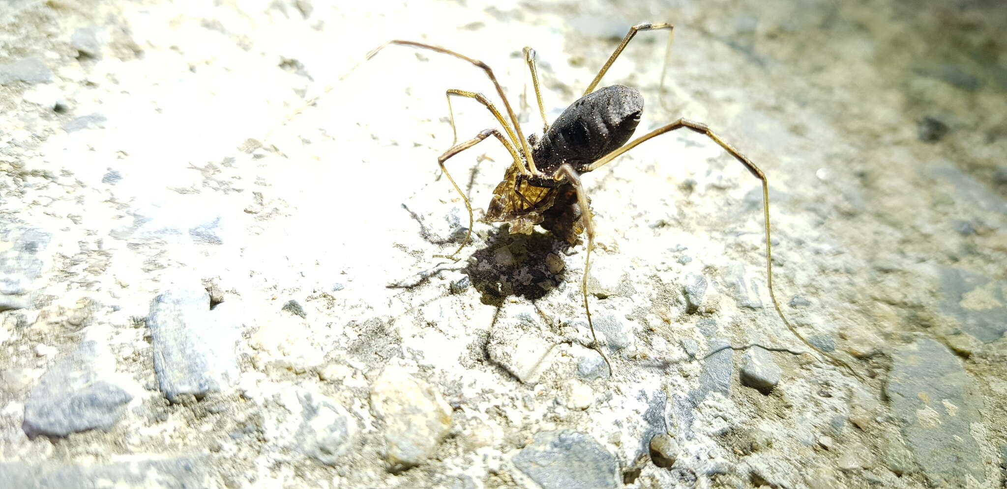 Sivun Bidentolophus bidens (Simon 1880) kuva