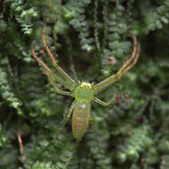 Image de Oxytate striatipes L. Koch 1878