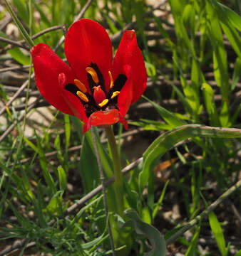 Tulipa systola Stapf的圖片