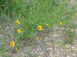 Imagem de Thelesperma filifolium var. filifolium