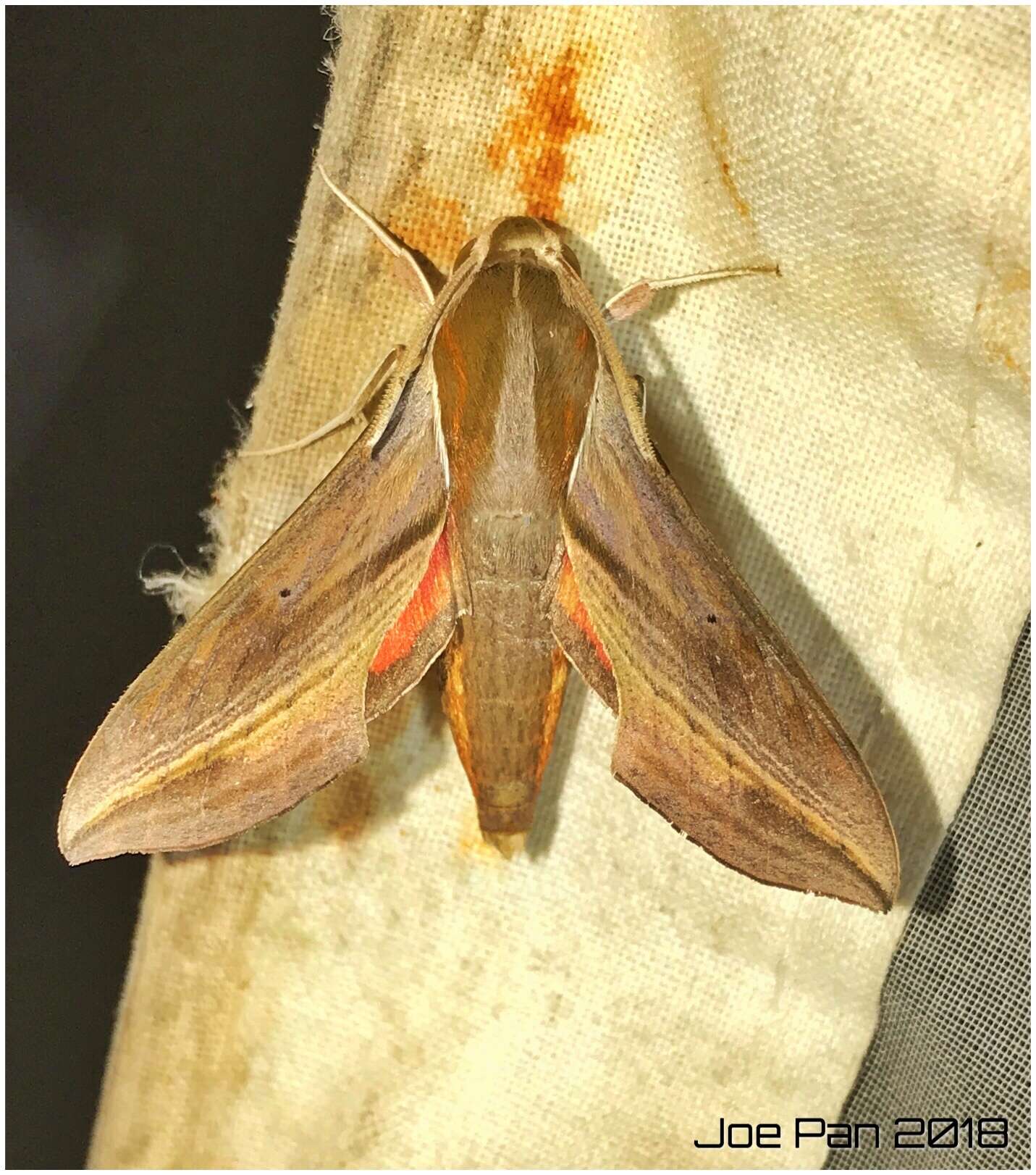 Image of Vine hawk moth