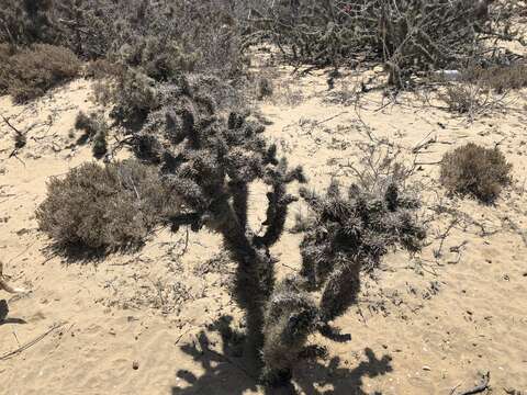 Image of Cylindropuntia cholla (F. A. C. Weber) F. M. Knuth