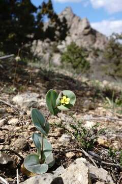 Image of Conringia clavata Boiss.