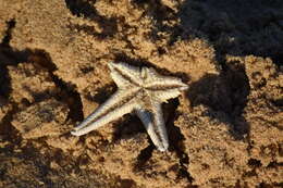 Image of Astropecten aranciacus (Linnaeus 1758)