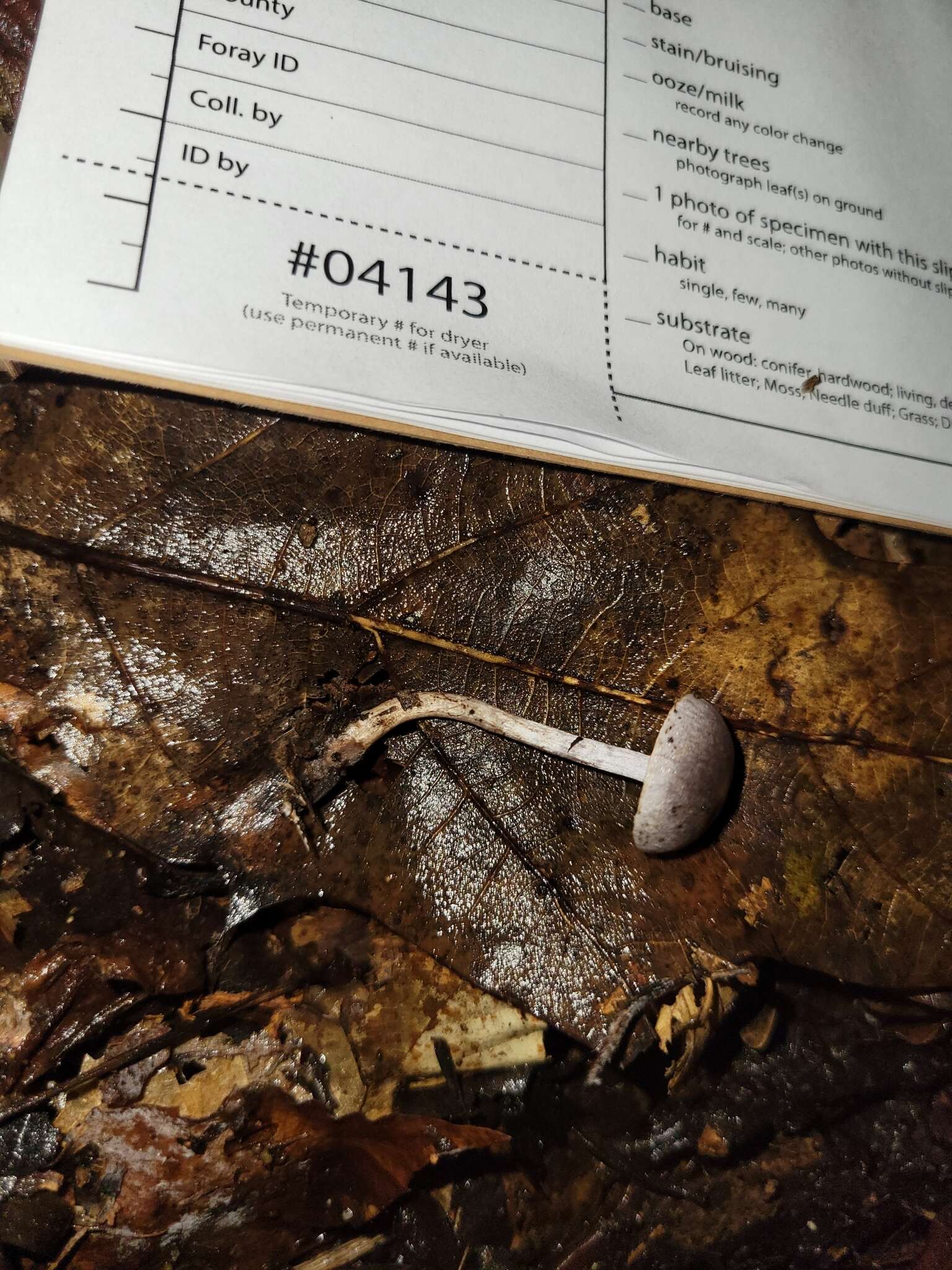 Image of Cortinarius perviolaceus Murrill 1946