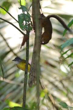 Alophoixus phaeocephalus (Hartlaub 1844)的圖片