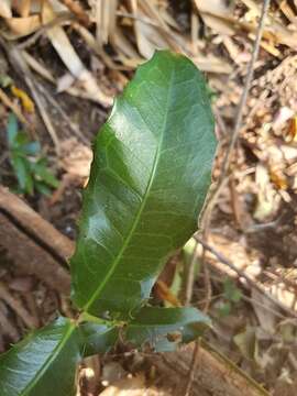 Image of Wilkiea macrophylla (Tul.) A. DC.