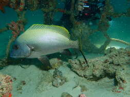 Image of Black-foot sweetlips