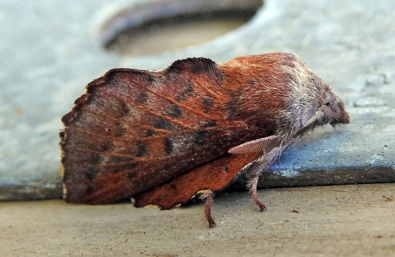 Image of American Lappet Moth