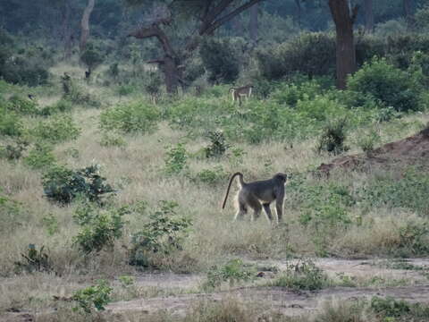 Image of Chacma Baboon