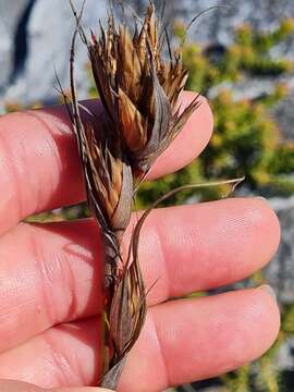 Image of Tetraria eximia C. B. Clarke