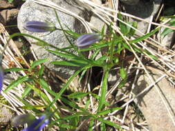 Image of Campanula serrata (Kit. ex Schult.) Hendrych