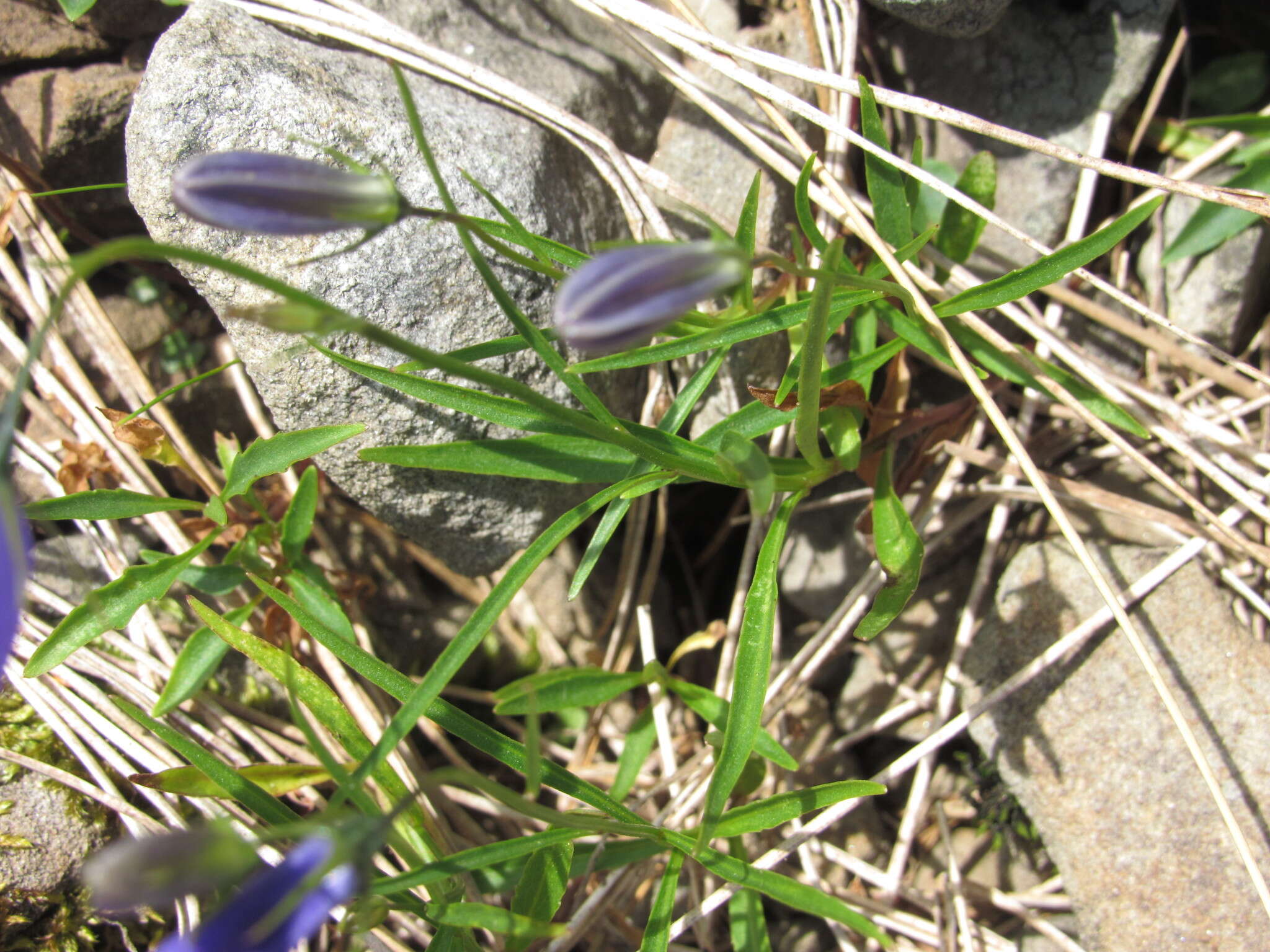 Image of Campanula serrata (Kit. ex Schult.) Hendrych