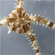 Image of Ophionereis diabloensis Hendler 2002