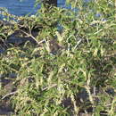Image of Croton scouleri var. scouleri