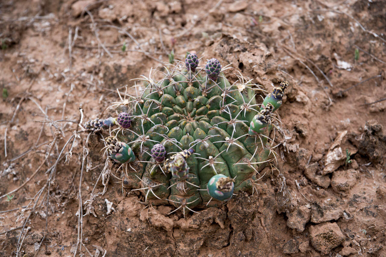 Image of Gymnocalycium marsoneri Fric ex Y. Itô