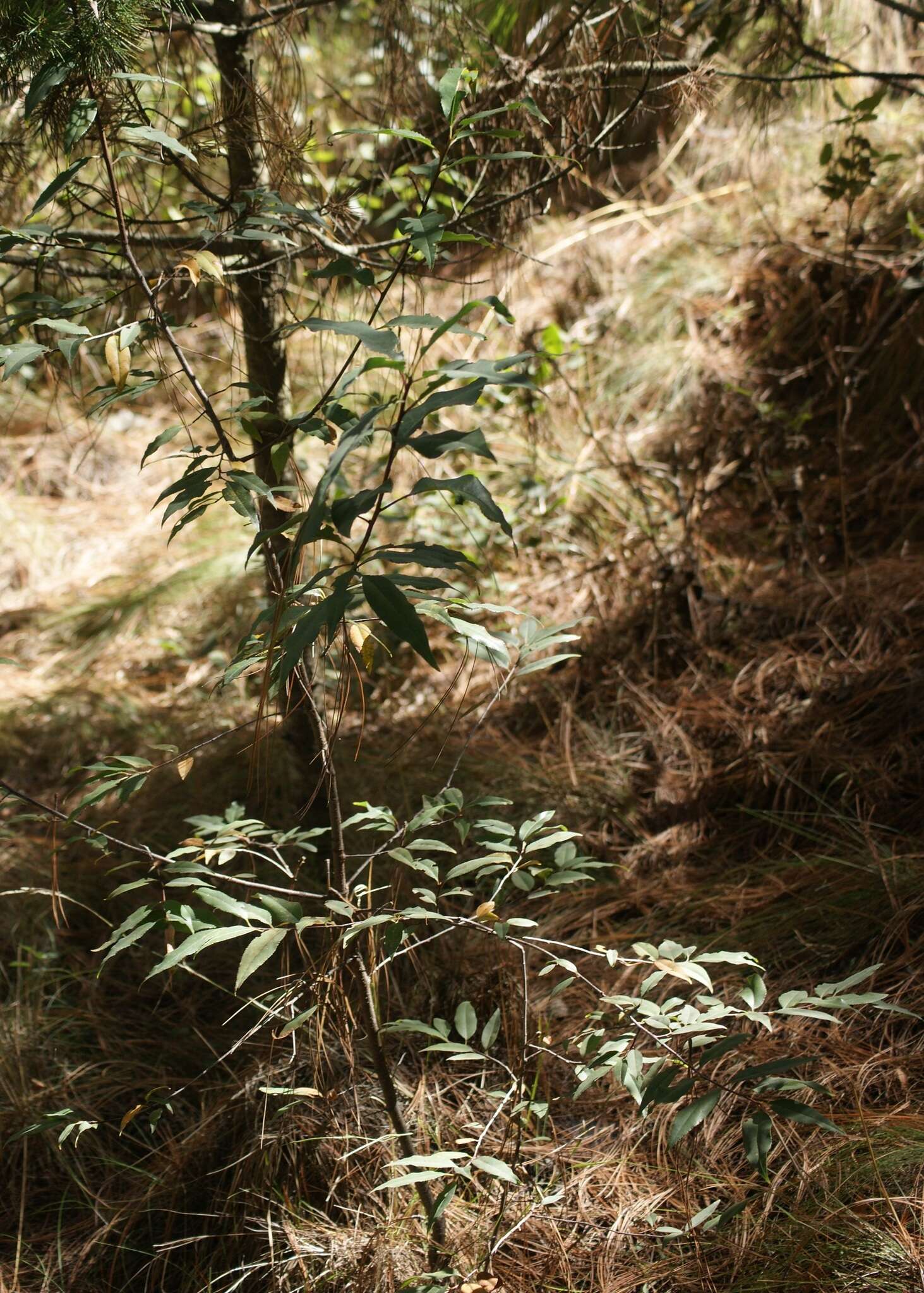 Image of Prunus serotina var. serotina