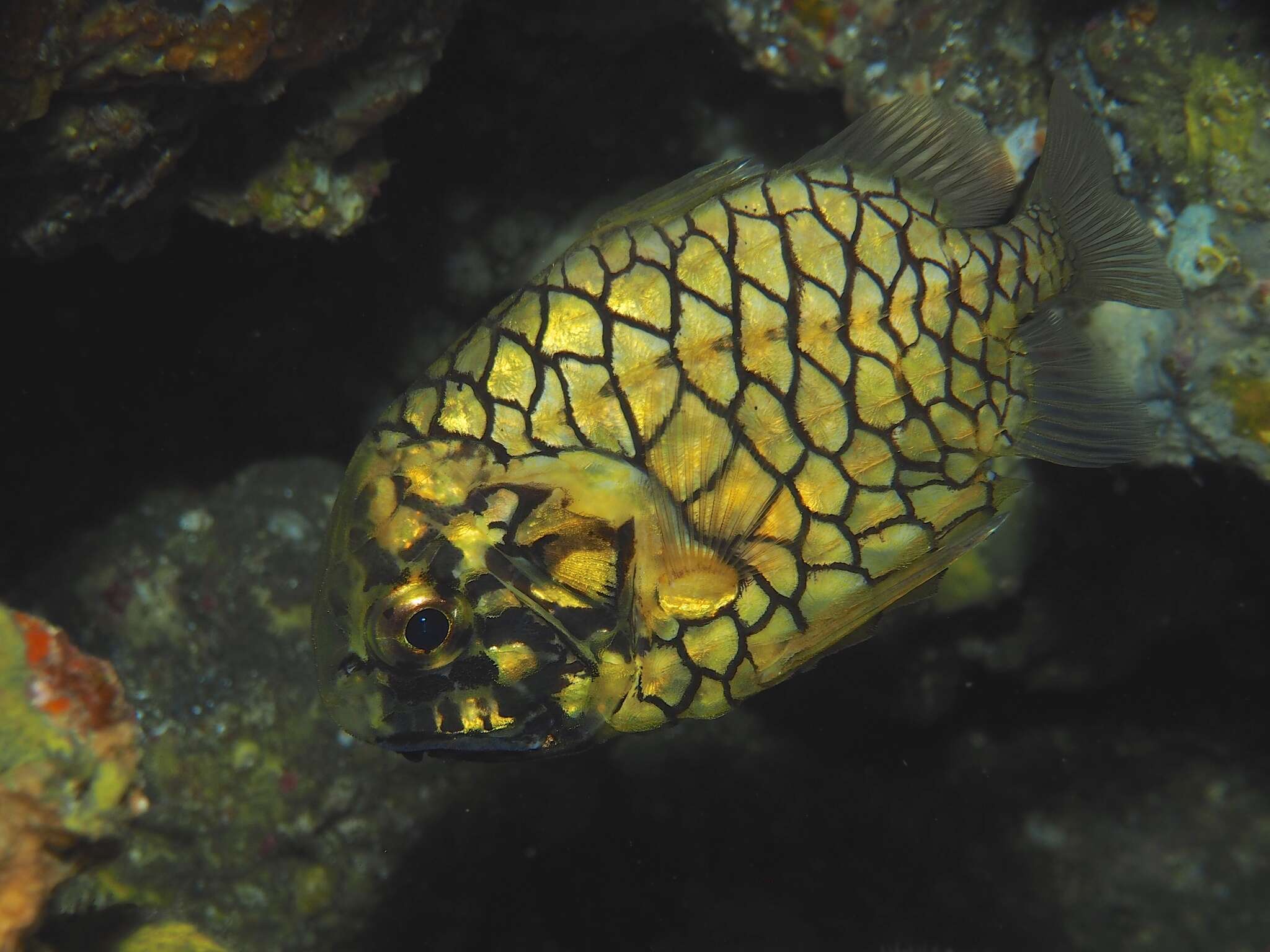 Image of pinecone fishes