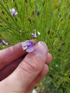 Image de <i>Psoralea forbesiae</i>