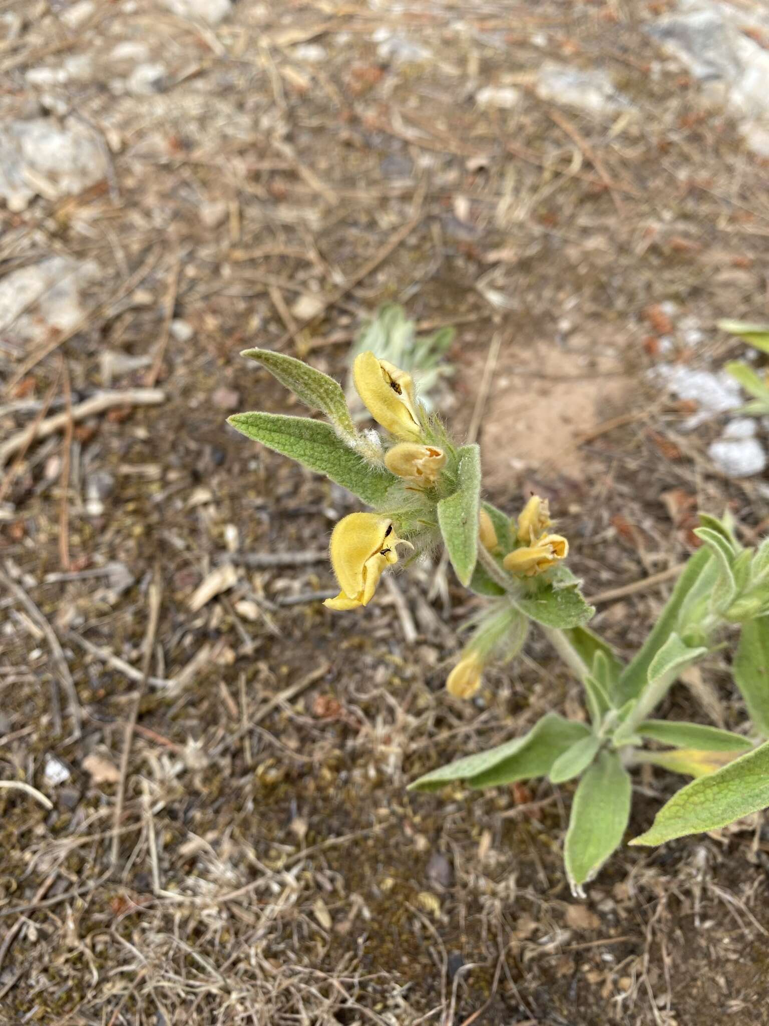 Image of Phlomis composita Pau