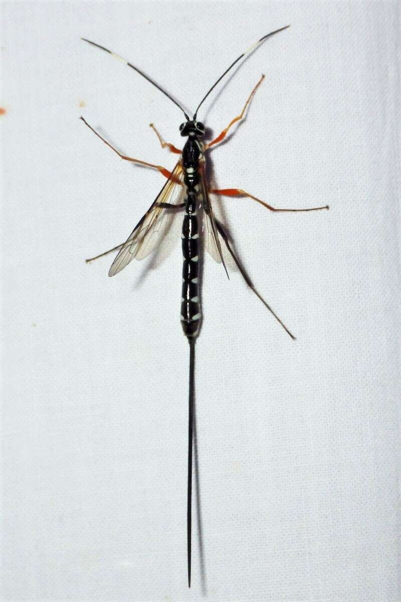 Image of Sirex parasitoid