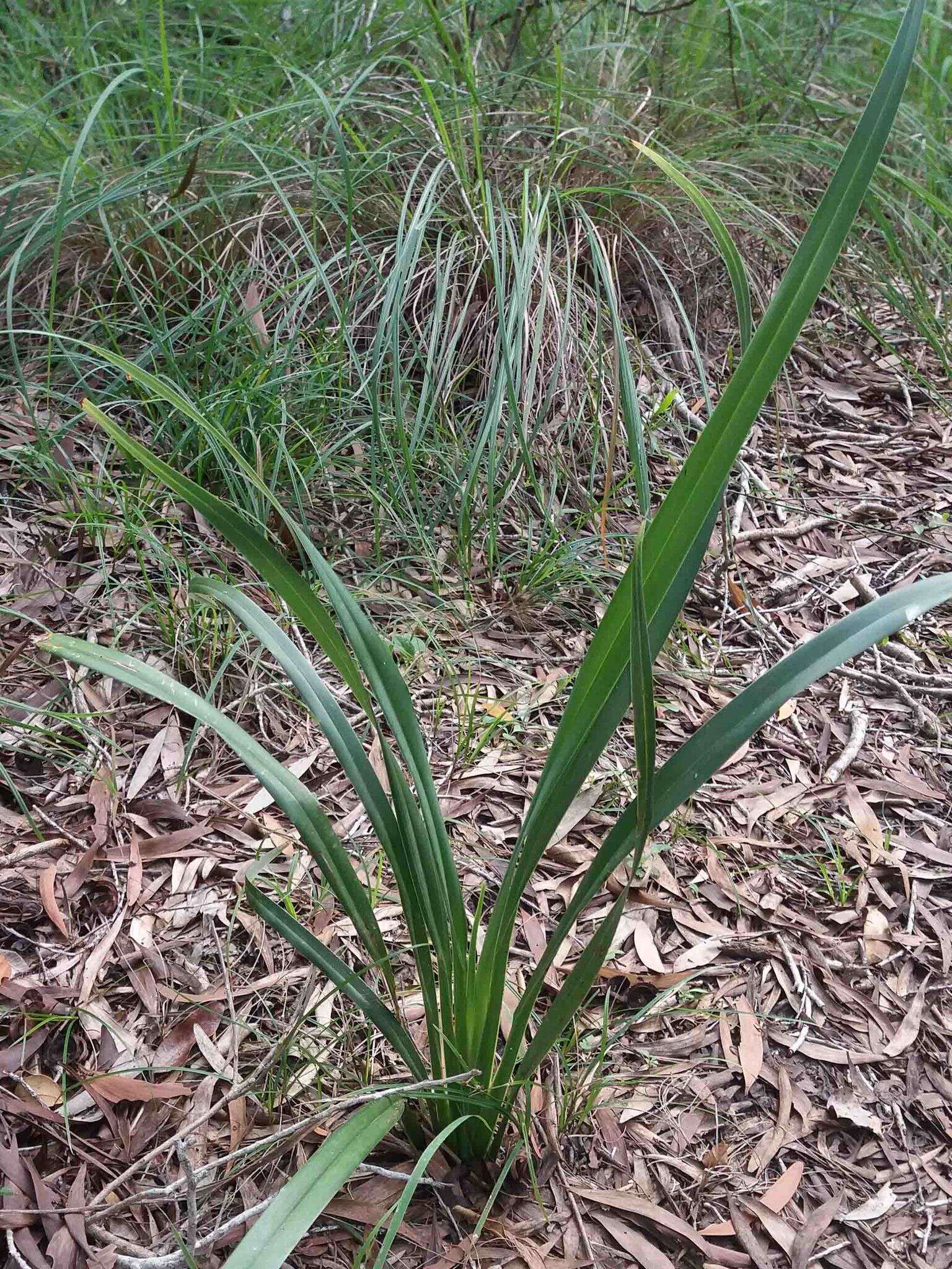 Image of Dianella adenanthera (G. Forst.) R. J. F. Hend.