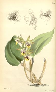 Image of Tainia