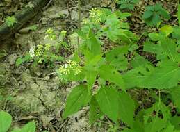 Plancia ëd Schizomyia eupatoriflorae (Beutenmuller 1907)