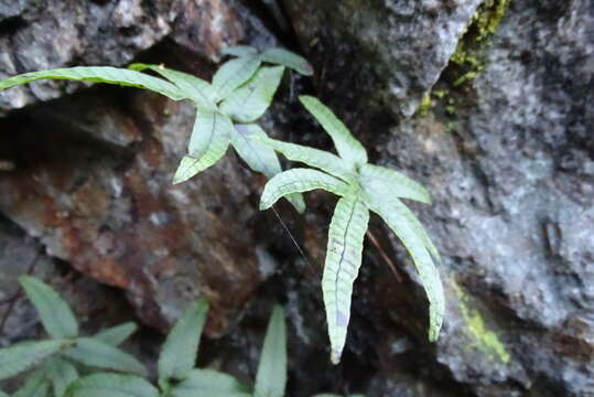 Plancia ëd Pichisermollodes quasidivaricata (Hayata) Fraser-Jenk.