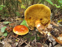 Image of Suillus grevillei (Klotzsch) Singer 1945