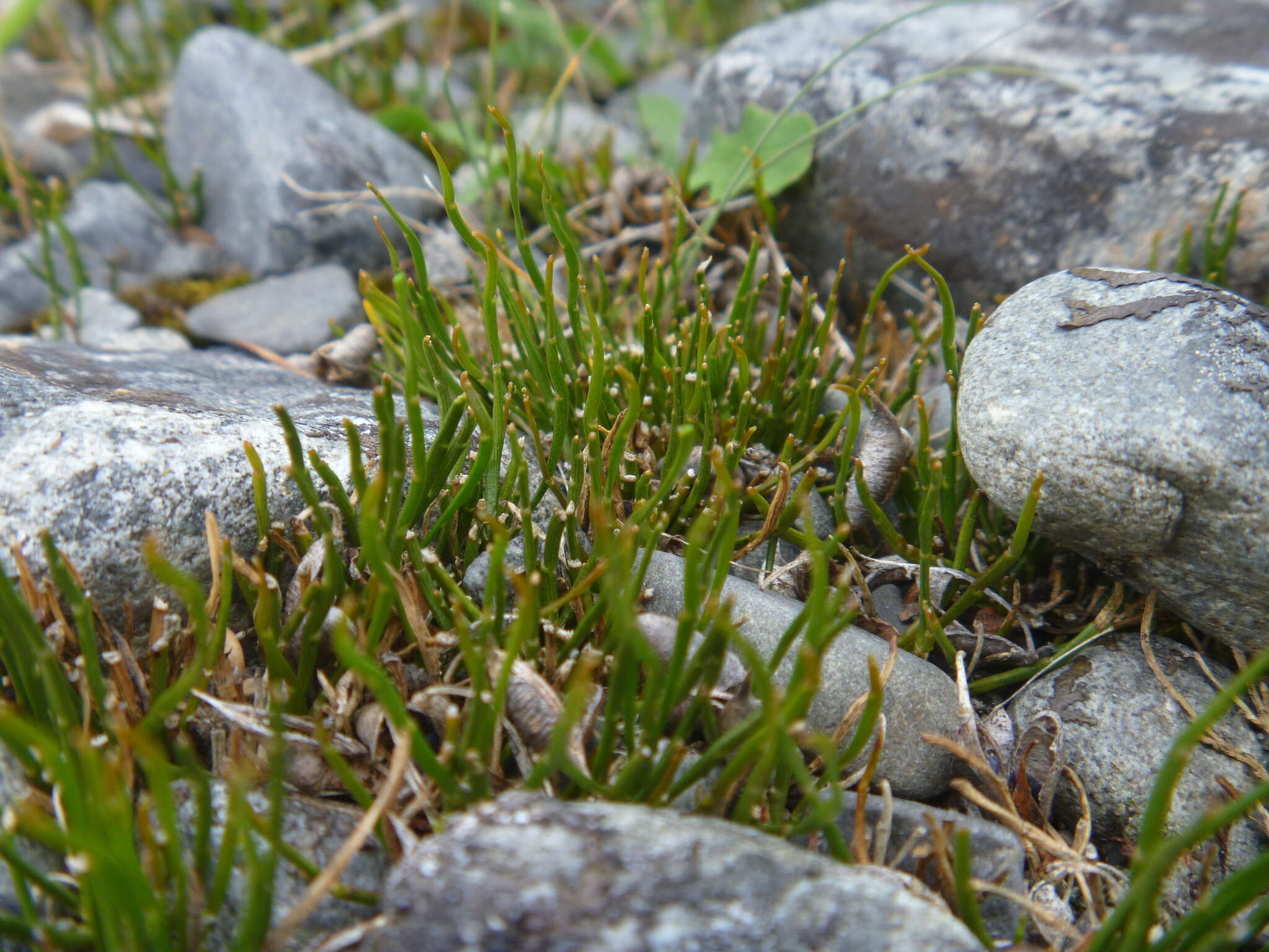 Image de Carmichaelia uniflora Kirk