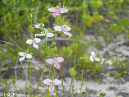Image of wallflower orchid