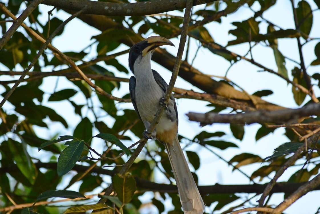 Image of Ceylon Grey-Hornbill