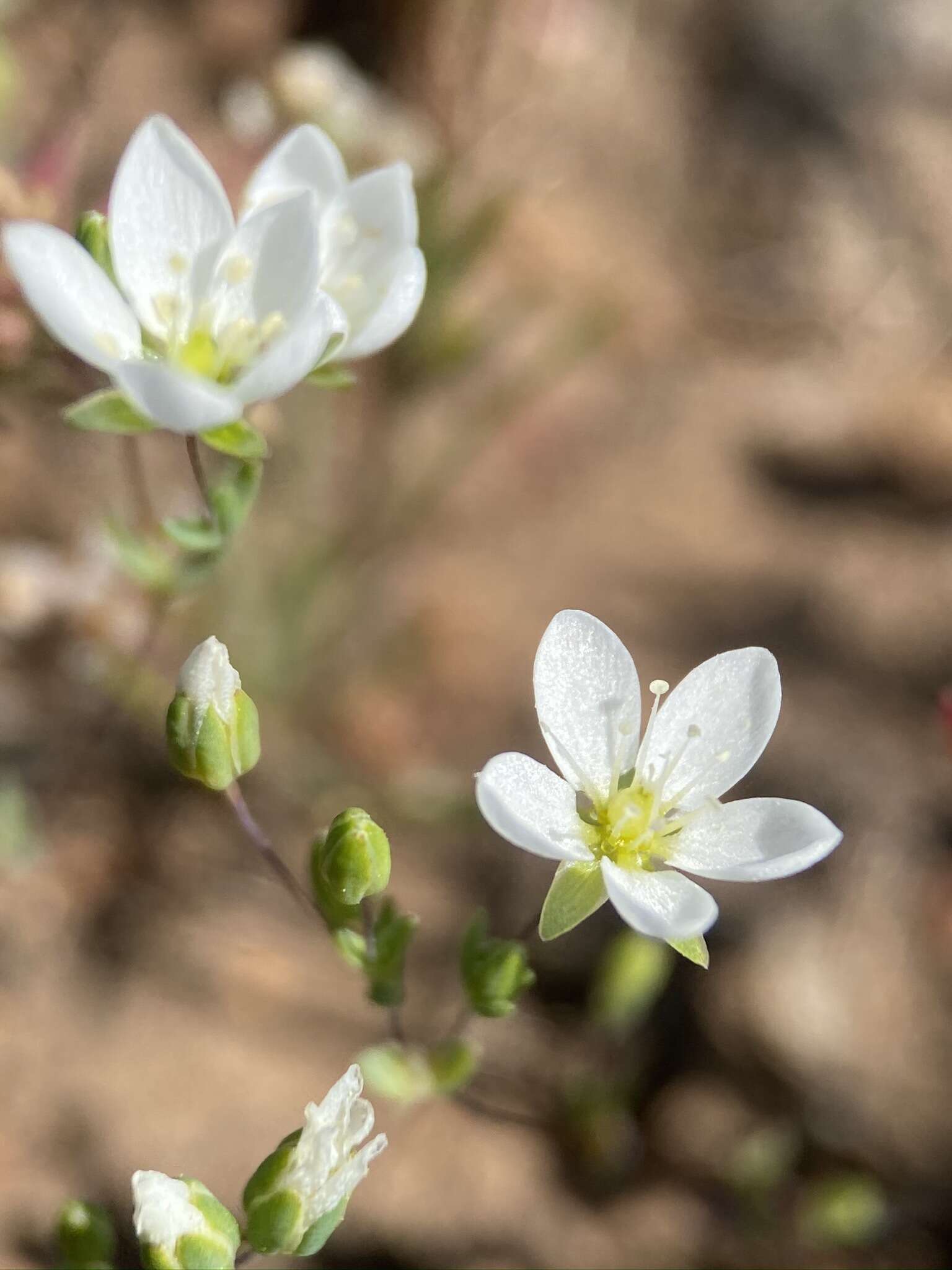 Image de Sabulina californica (A. Gray) Dillenb. & Kadereit